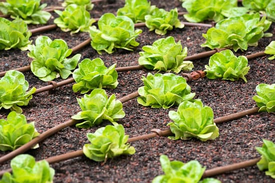 canva rows of lettuce plantation MAEOnc9lWvA