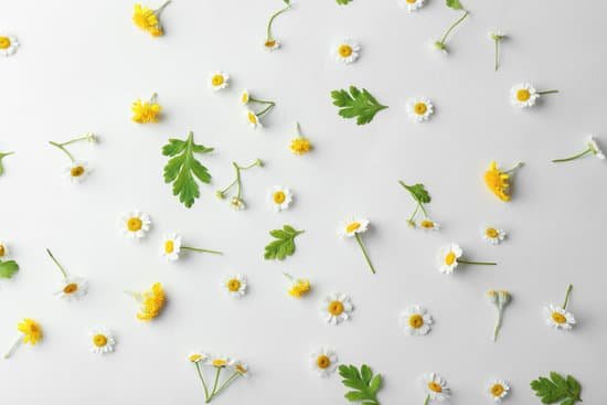 canva scattered chamomile flowers on light background MAD9btNOeRU