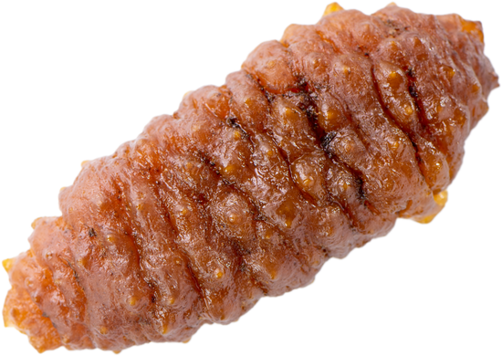 canva sea cucumber cutout MAEFzTy4tTc