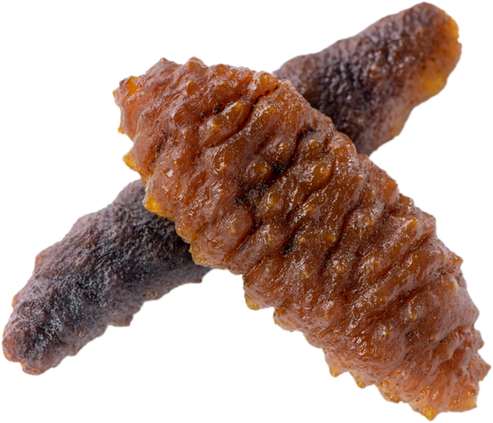 canva sea cucumber cutout MAEFza77 uo