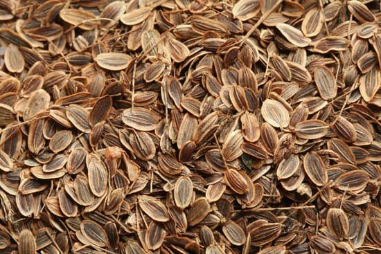 canva seeds of fennel MAC8iJJKt10