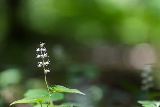 canva selective focus of a false lily of the valley MAEAzlJ2irA