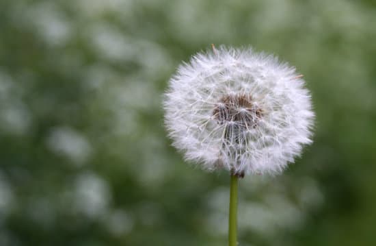 canva selective focus of dandelion MAEFedgKHBU