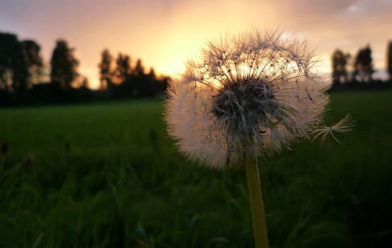 canva selective focus of dandelion in the field