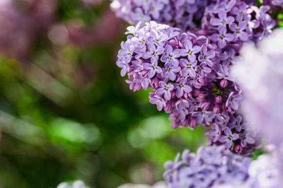 canva selective focus of lilac flowers MAEARC9hmlw