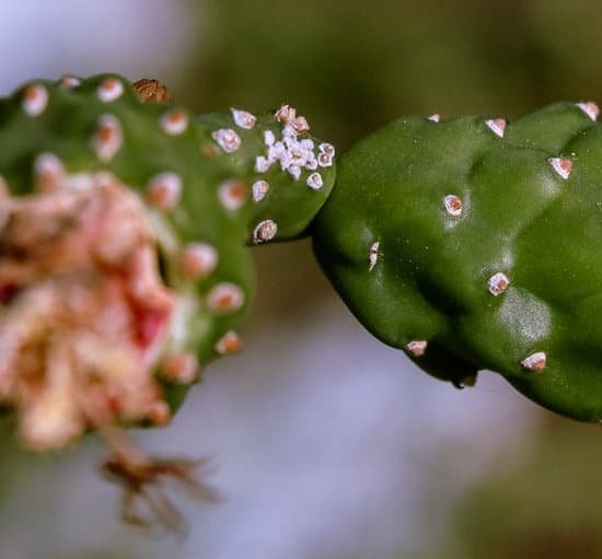 canva selective focus photography of cactus spines MAEM tH2VDw