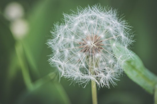 canva shallow focus photography of white dandelion flower MADGvrav9Cg