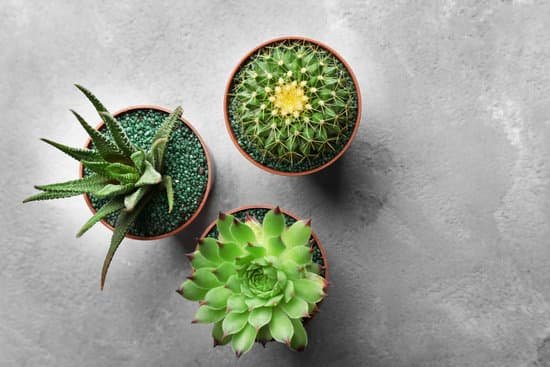 canva small cactus and succulents in pots on grey background MAD