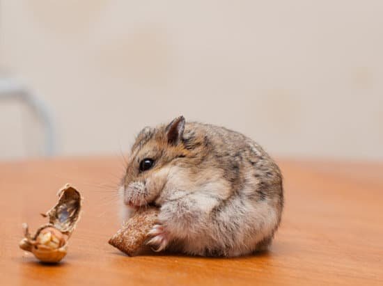 canva small hamster eating MADBNHmKXiI