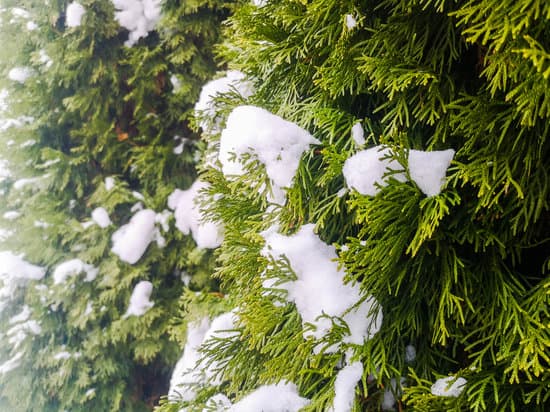 canva snow on arborvitae leaves MAEQYbznv U
