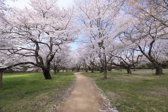 canva someiyoshino cherry trees MAC DrnwWJ4