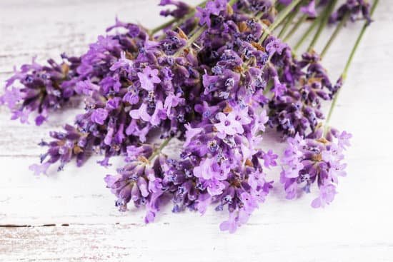 canva sprig of fresh lavender MAD79Ed3DFI