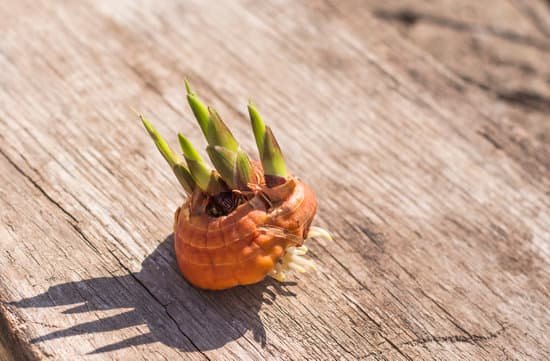 canva sprouted gladiolus bulb on wooden background in bright sunlight with copy space MADap n7NVU