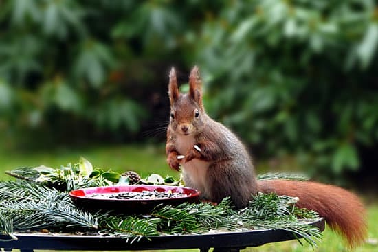 canva squirrel eating in the garden MADQ5eCSB9U