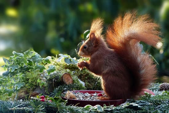 canva squirrel in the garden eating MADQ5ZwcI4E