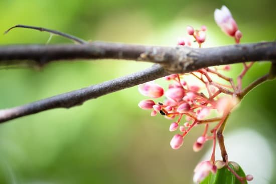 canva star apple flower fruit with crawling flies blurred background narrow depth of field MADmoN ZnrU