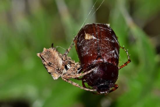 canva starbellied orb weaver spider catching a june bug. MADYrBtPwhQ