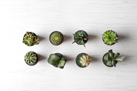 canva succulents and cactus in pots on light wooden background MAD Q0vKayI