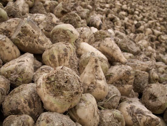 canva sugar beet crop. MAEJihQyvsU