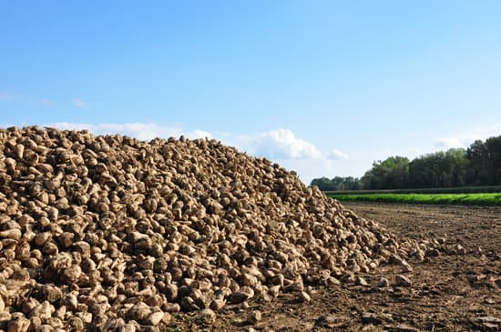 canva sugar beets MAC7GEDiolU