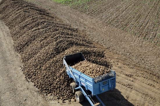canva sugar beets MADUNG OVU4