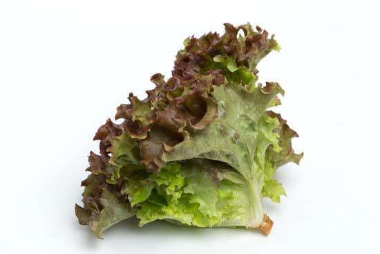 canva sunny lettuce MADBTT5vce4