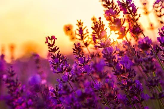 canva sunrise on a lavender field in tihany hungary MAD7EhwsywQ