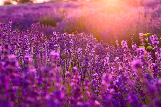 canva sunset at a lavender field MAD7EpBPK3Y