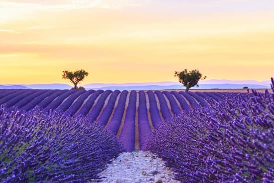 canva sunset at lavender field MAD6u 4R3RM