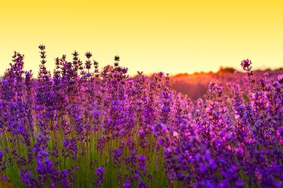 canva sunset in a lavender field MAD7E14Vlbo