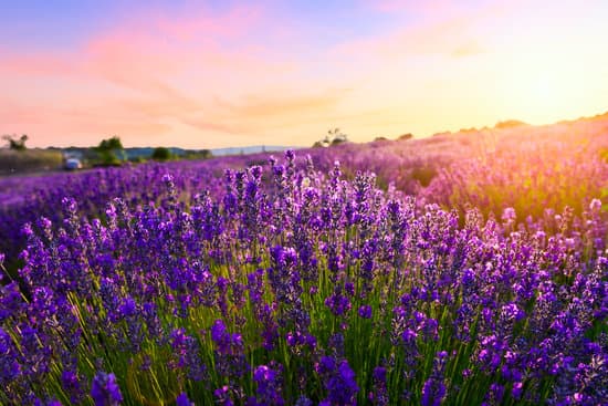 canva sunset over a lavender field MAD7ErG2M8Y