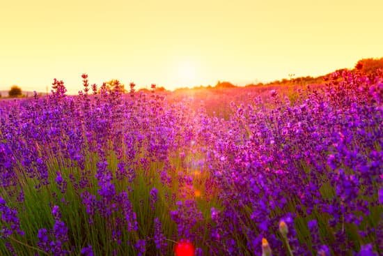 canva sunset over a lavender field MAD7EsC0bk0