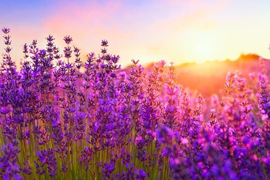 canva sunset over a lavender field MAD7ExqV5 o