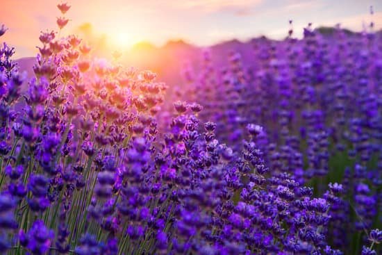 canva sunset over a violet lavender field MAD7EqhimCI