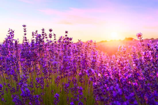 canva sunset over a violet lavender field