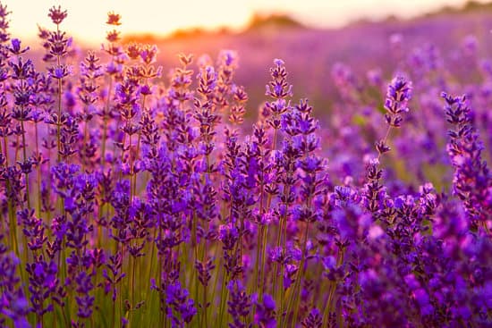 canva sunset over lavender field in tihany hungary MAD7E5ZP6ow