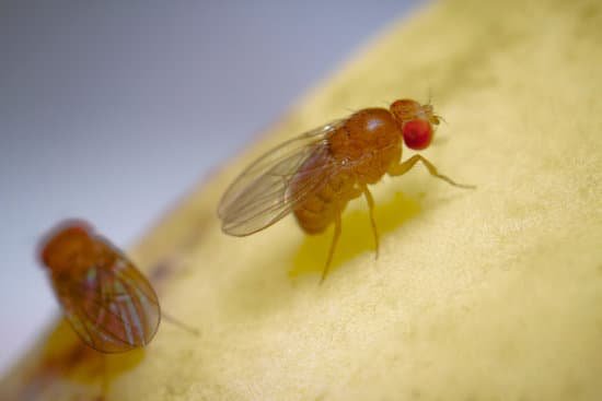 canva super macro shot tiny fruit flies on the top of a banana skin MAEIVihThLY
