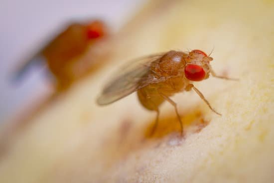 canva super macro shot tiny fruit flies on the top of a banana skin MAEIVqQCXaA