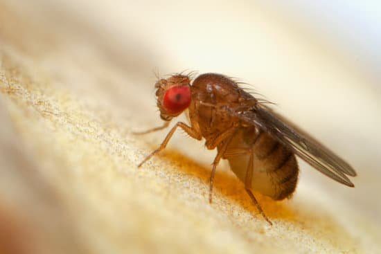 canva super macro shot tiny fruit flies on the top of a banana skin MAEIVtY rm8