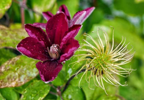 canva swirly clematis MAD3zPjGK3g