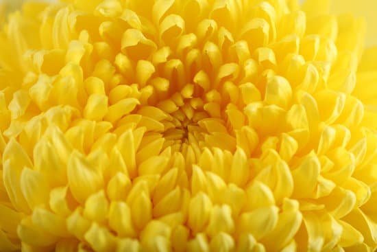 canva tender yellow chrysanthemum closeup MAD MiTz9KY