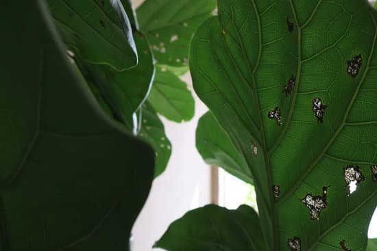 canva the leaves that were eaten by the worm fiddle leaf fig tree MADOtRdhE9M