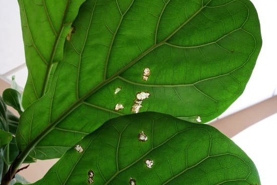 canva the leaves that were eaten by the worm fiddle leaf fig tree MADOtfawIas