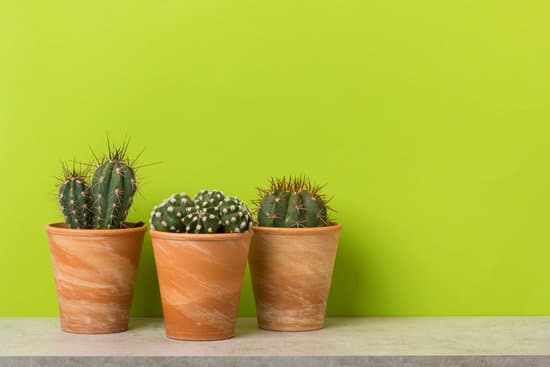 canva three potted cactus plants MAEPzK6cLl4