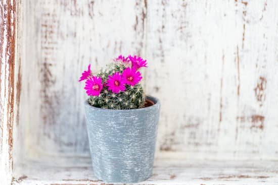 canva tiny blooming cactus in the pot MAEFjaJ27Vw