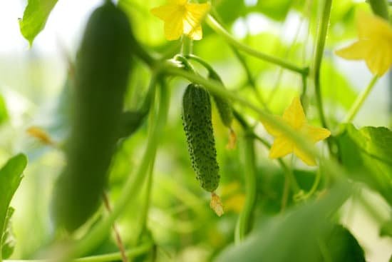 canva tiny cucumber growing on the vine MAEIAnoqTz8