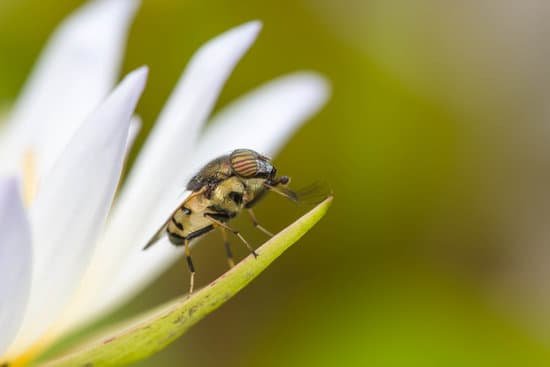 why-are-fruit-flies-perfect-for-genetics-jacanswers