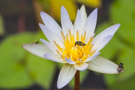 canva tiny flies on lotus flowerdrosophila melanogaster MADCLOr3C2o