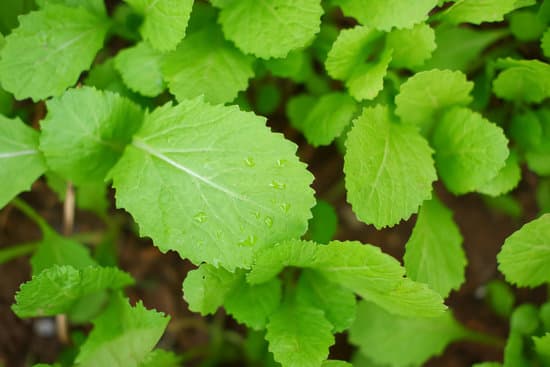 canva top view of cantonese green lettuce in garden. MAERrLS0HSE