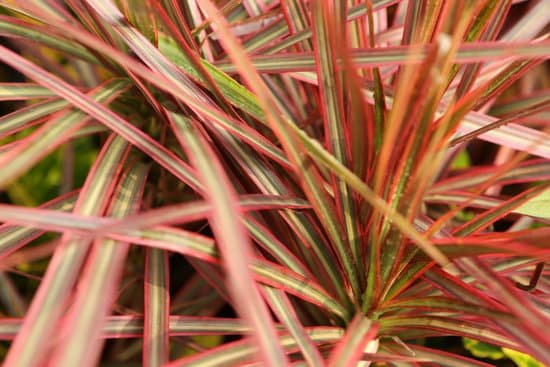 canva tricolor dracaena dracaena marginata MAEEVFOmWRU